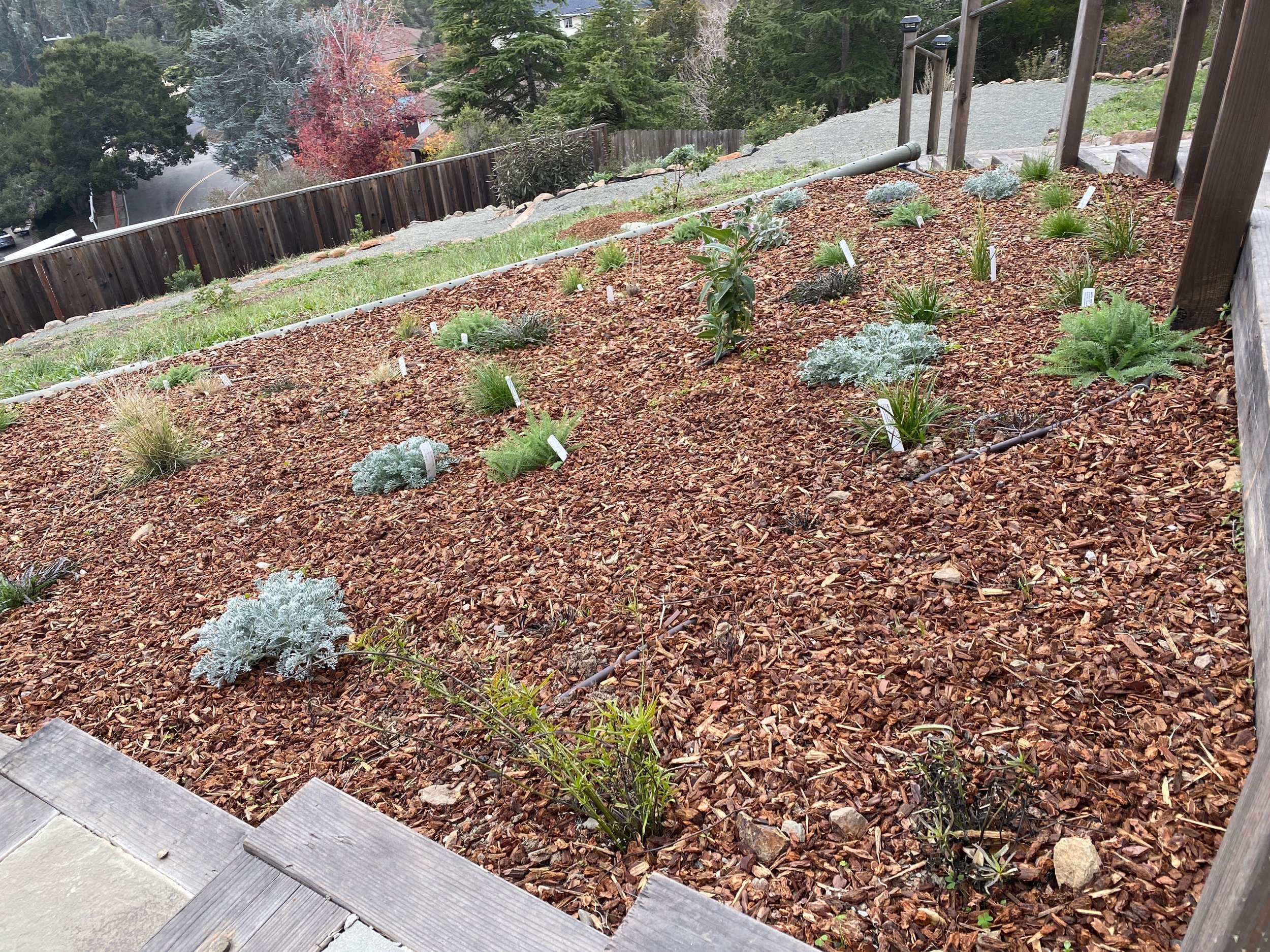 Phase II, featuring “the wedge”. Lots of native grasses here.