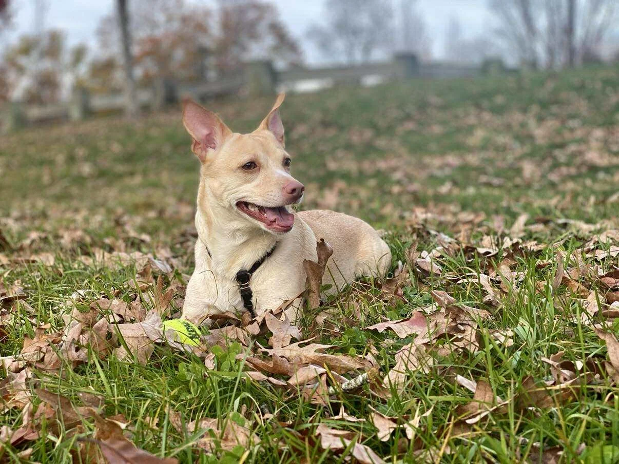 Tan dog wearing a harness, lying down at the park with a tennis ball in front of her and grass and leaves around her