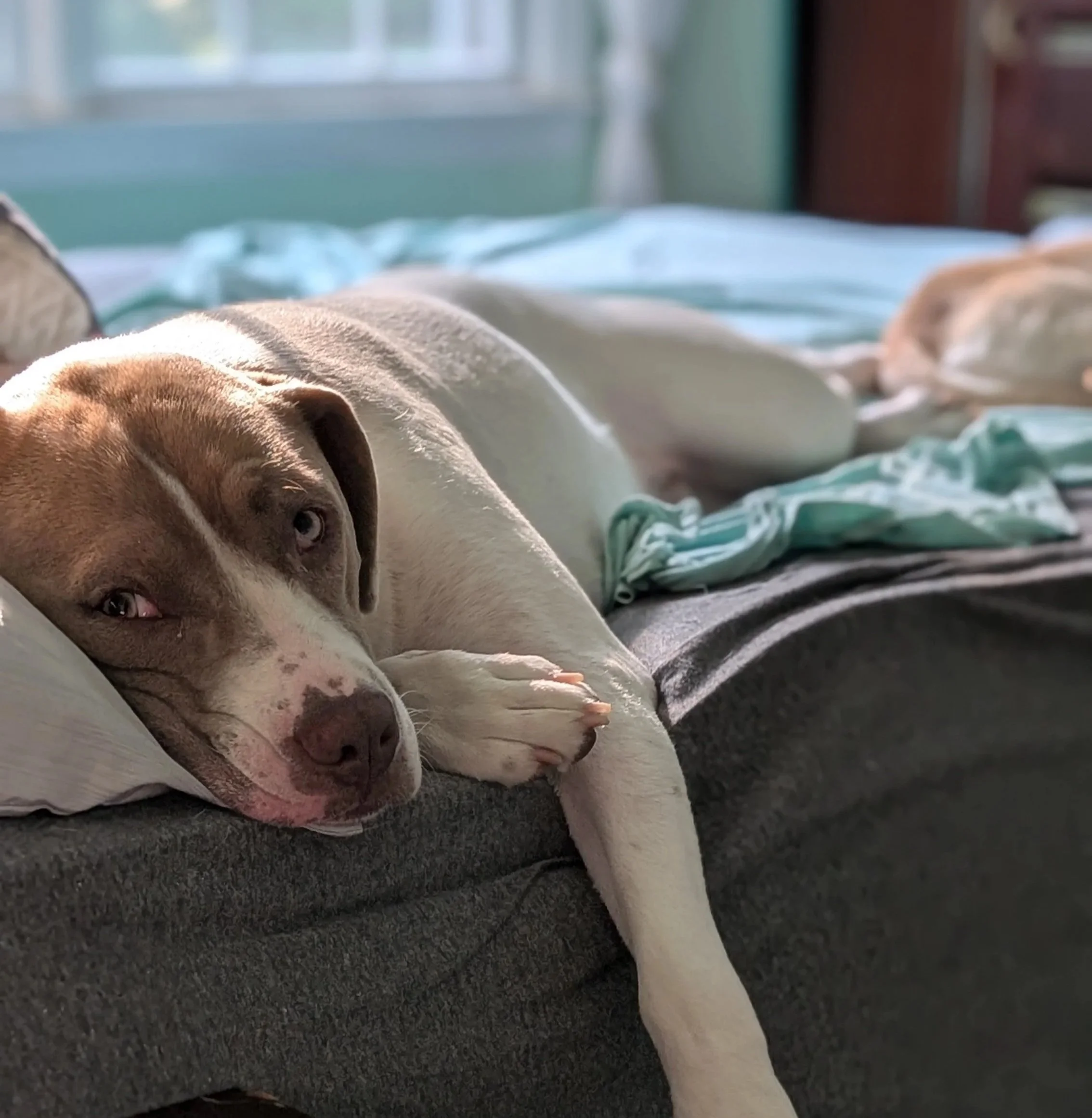 Brown and white dog lying on a bed looking at the camera with a tan dog on the bed in the background