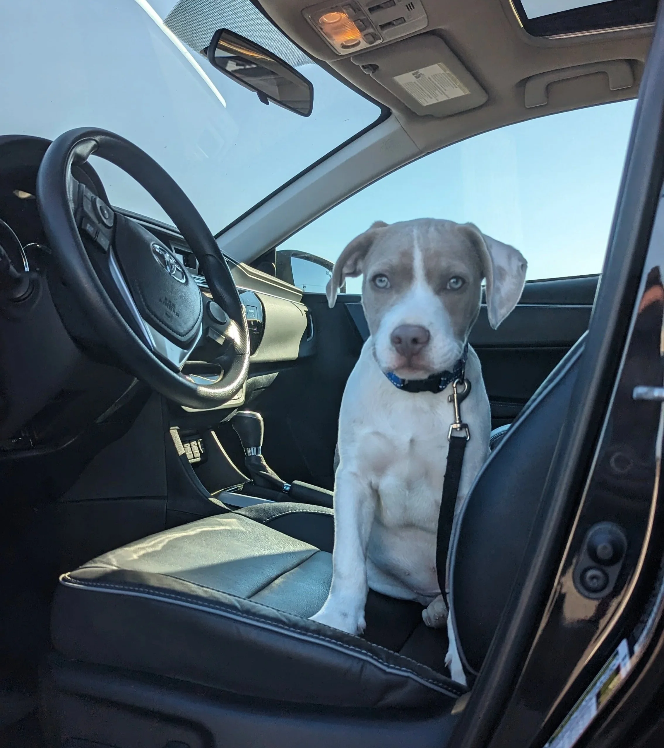 Brown and white puppy sitting in drivers seat of car at West Beach in Westbrook, CT