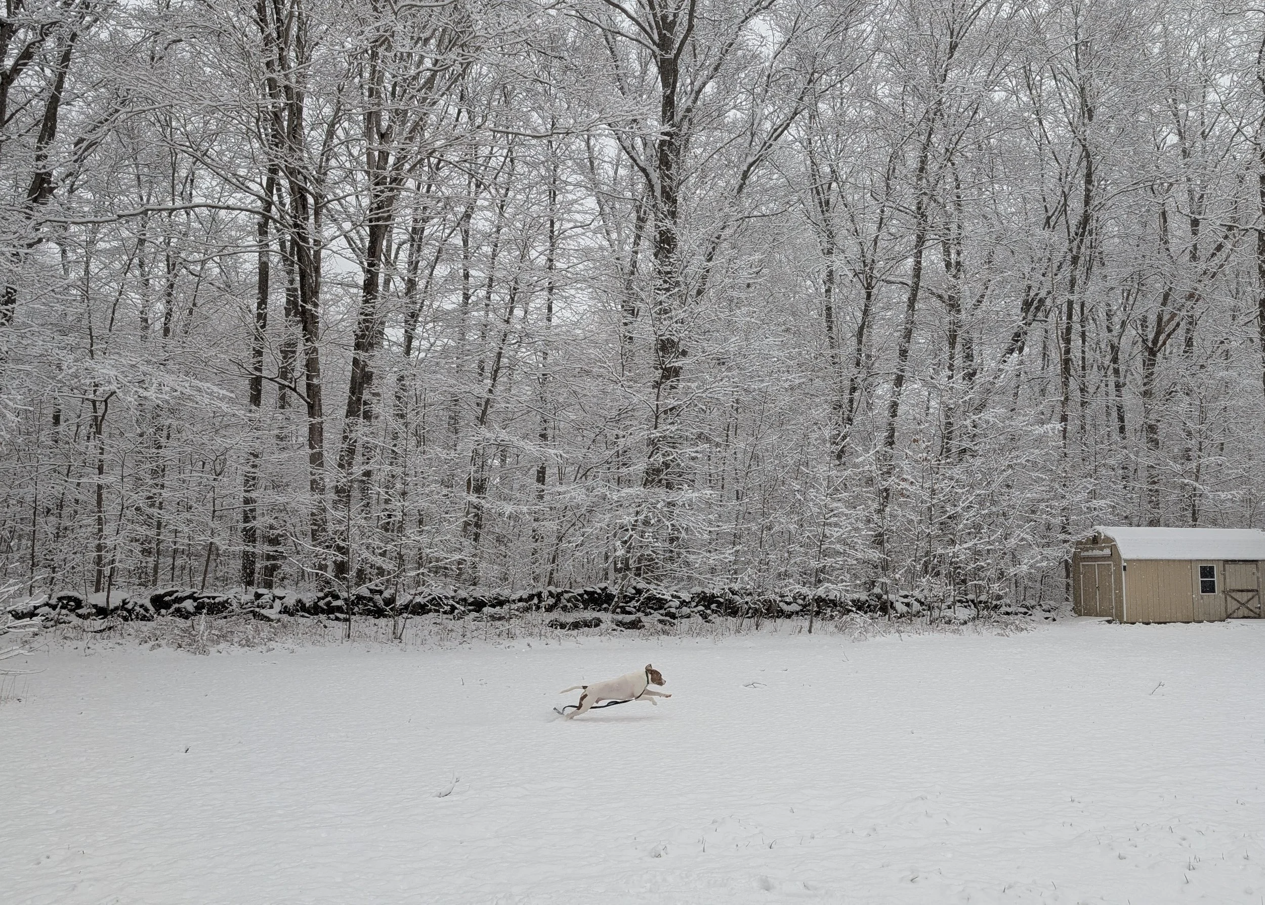 Winter Dog Exercise: Keeping Your Dog Safe, Warm and Fulfilled