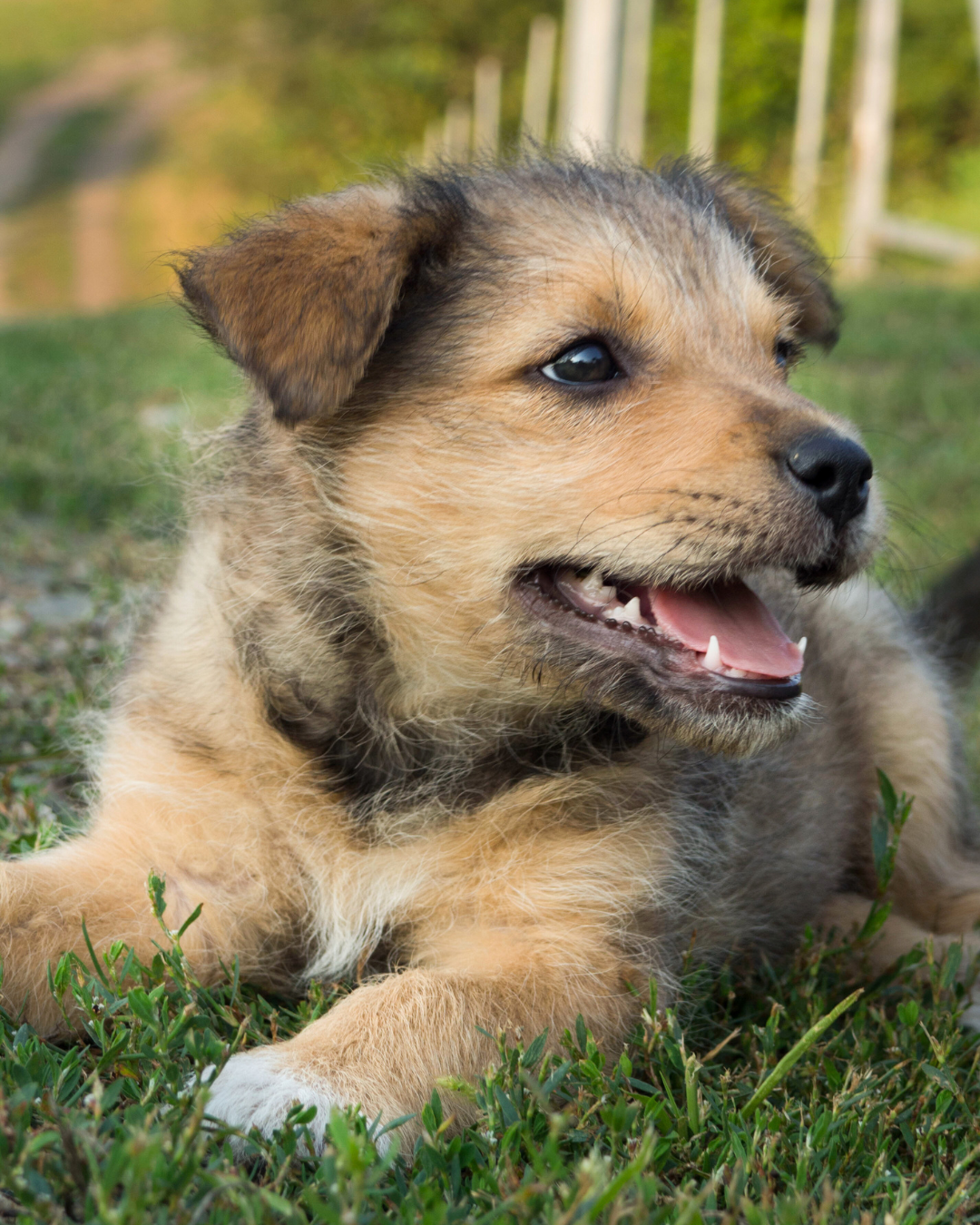 Friendly Isn’t Enough: Why Your Puppy Still Needs Socialization