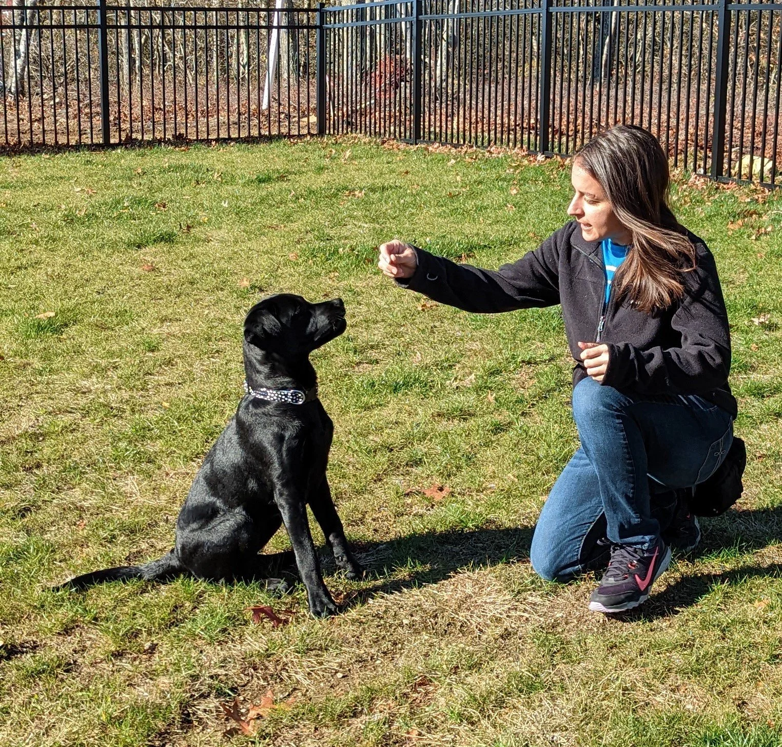 When Can I Stop Using Treats in Dog Training?