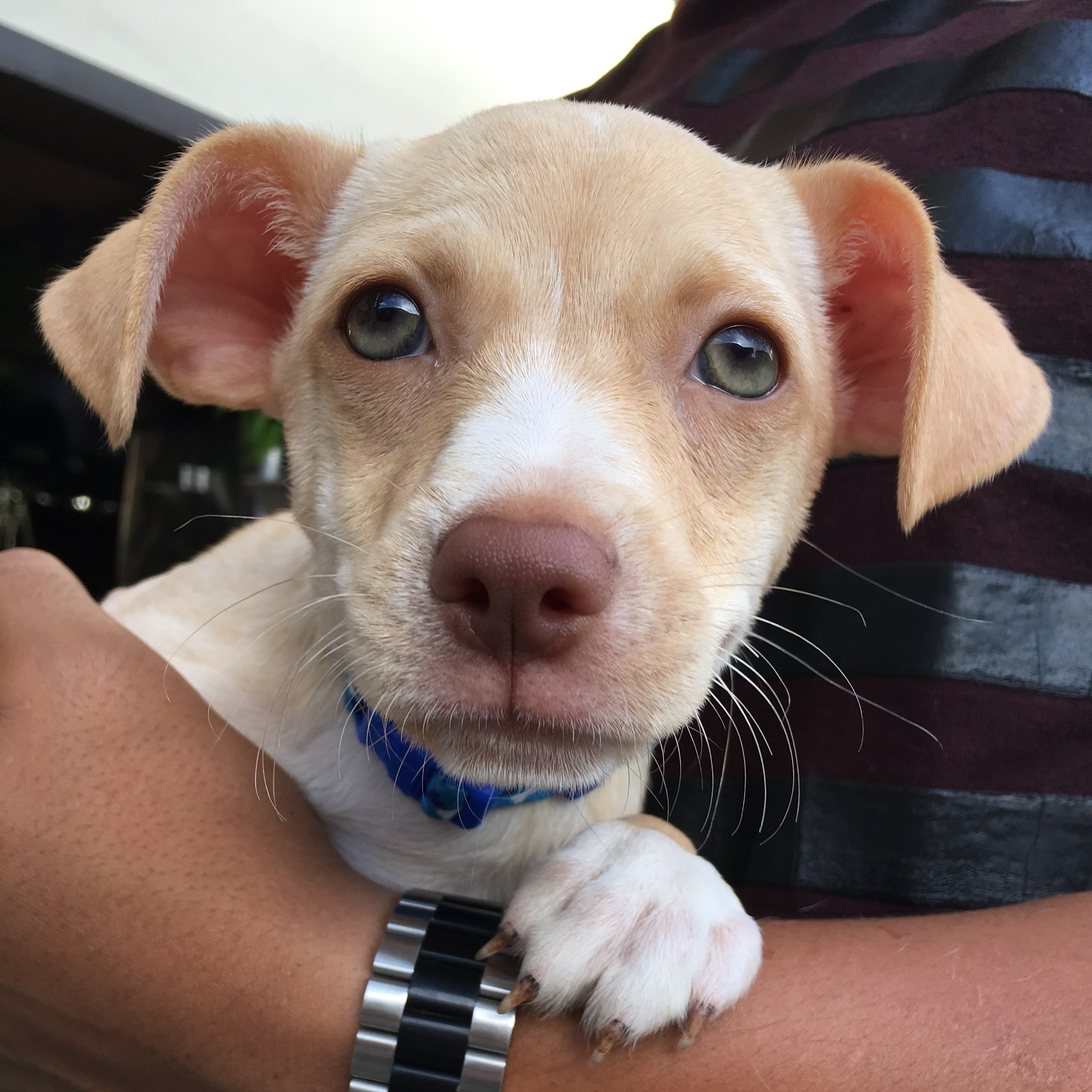 Should Your Puppy Greet People and Dogs on Walks?