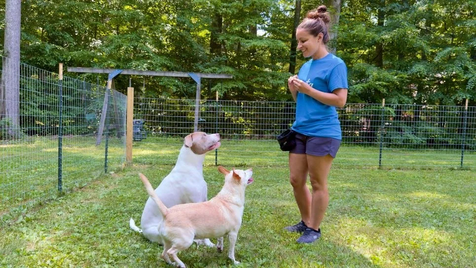 5 Things I’d Never Do as a Professional Dog Trainer