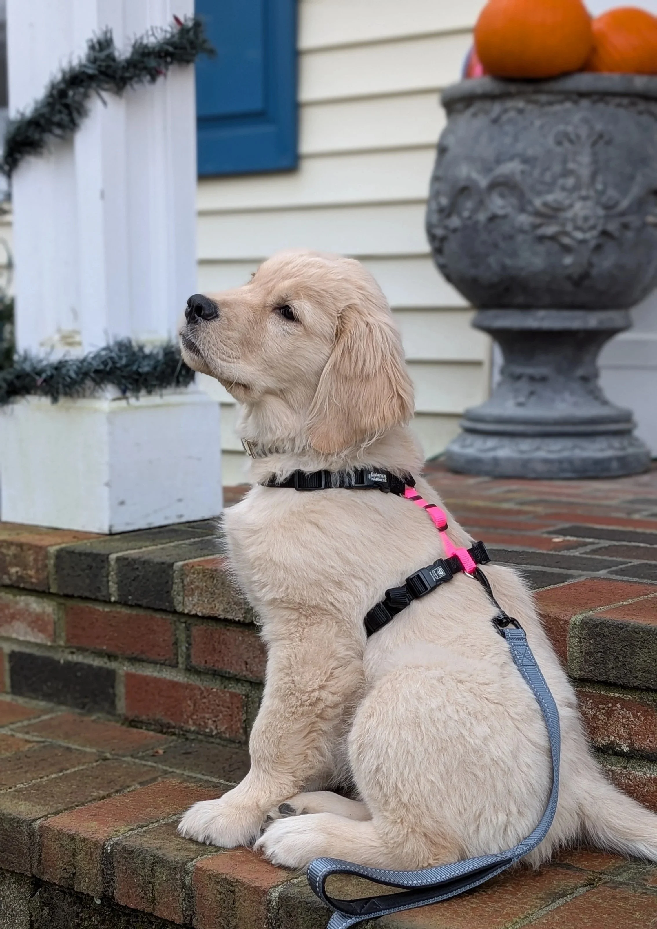 Golden retriever puppy sitting on front porch of home in Madison, CT
