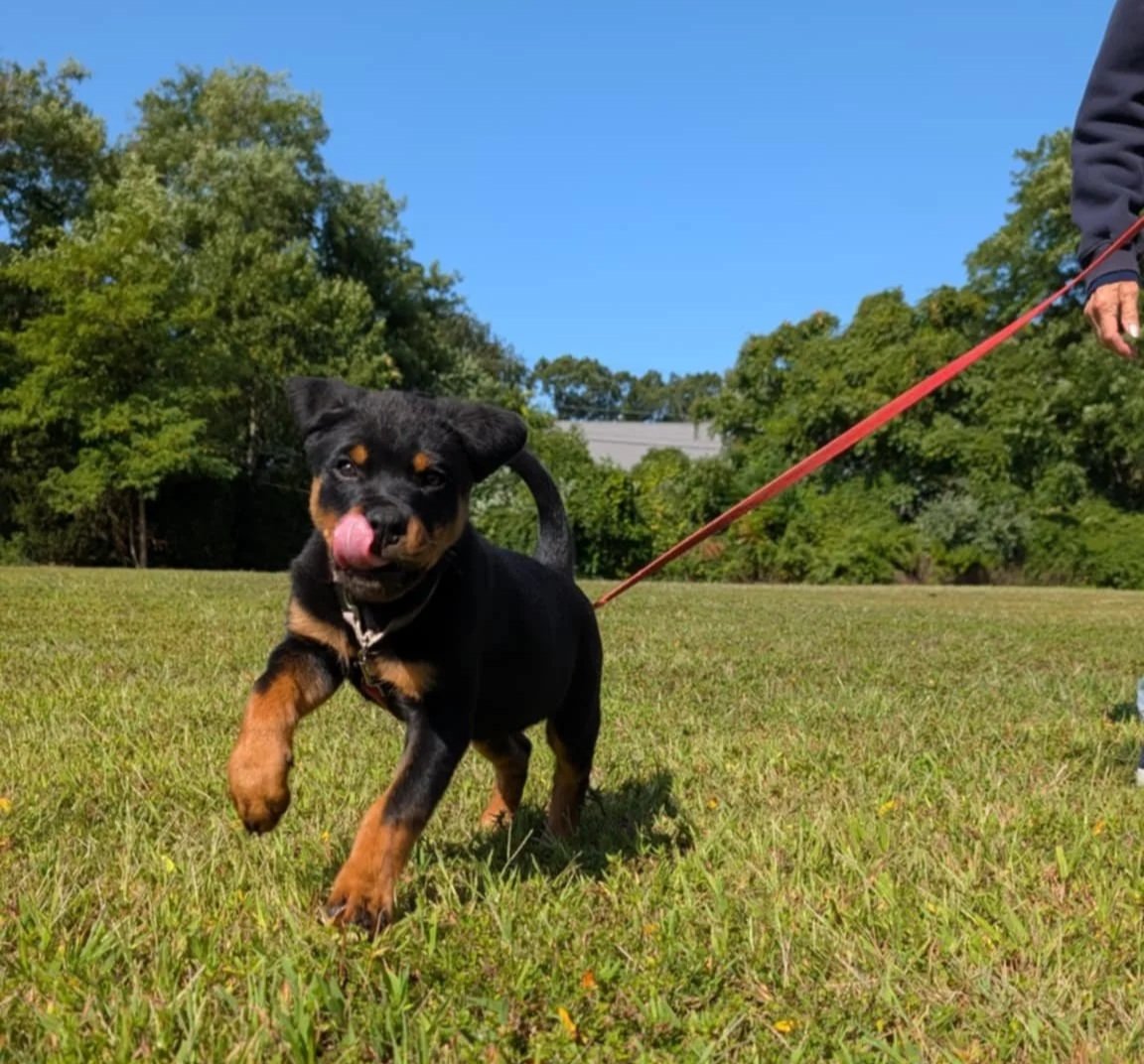Rottweiler puppy running towards the camera in a park