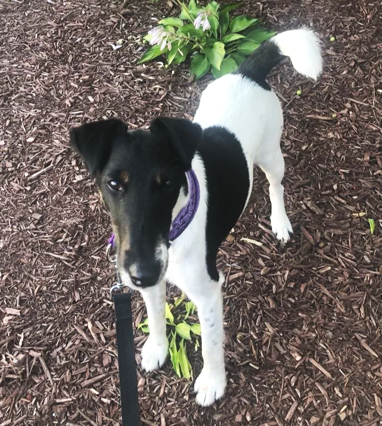 Black and white fox terrier standing and looking at camera