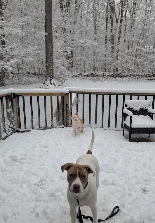 Brown and white dog in the foreground and tan dog in the background, standing outside in snow