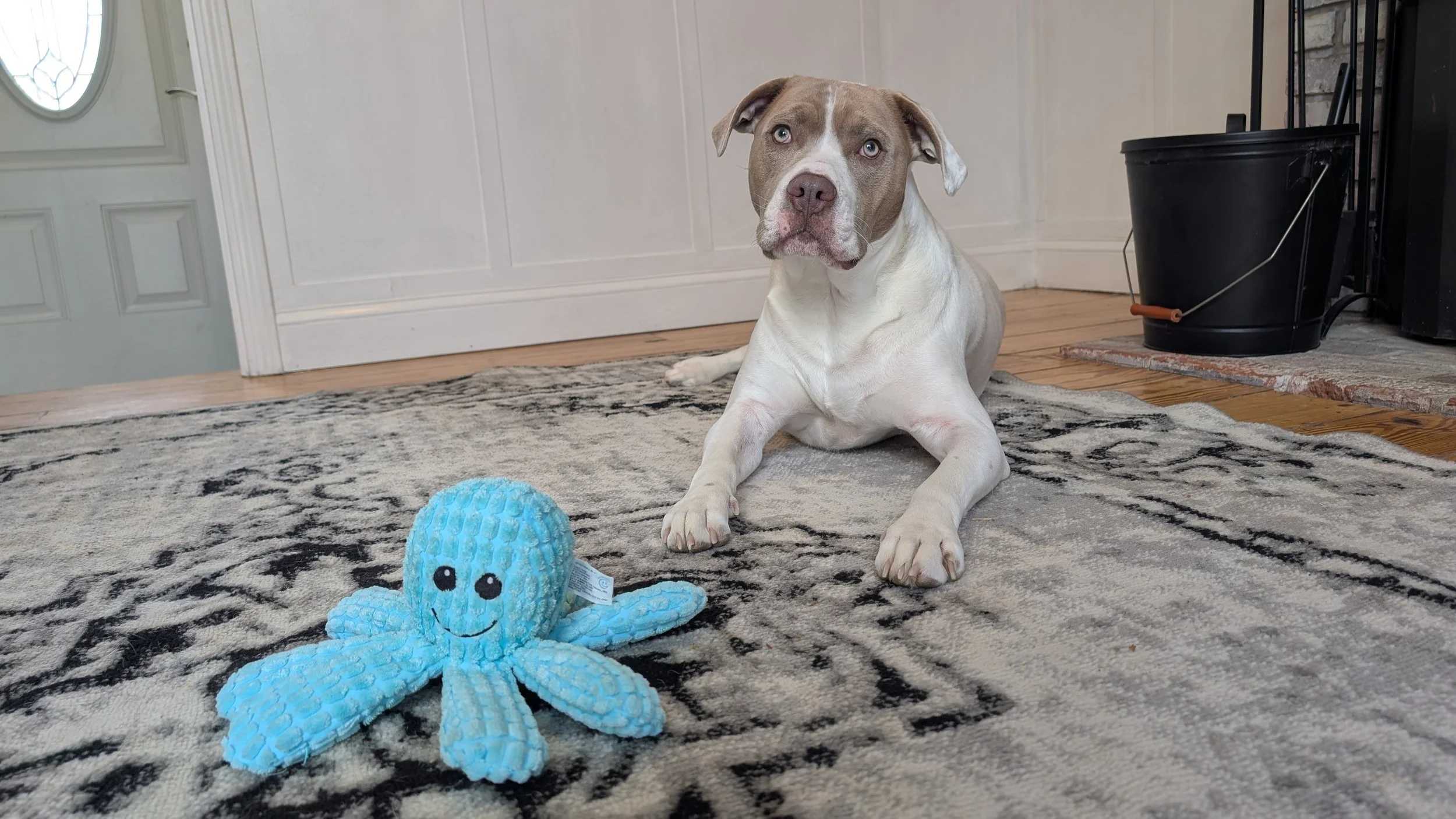 White and brown dog, lying on rug, looking up towards the camera with blue octopus toy in front of him