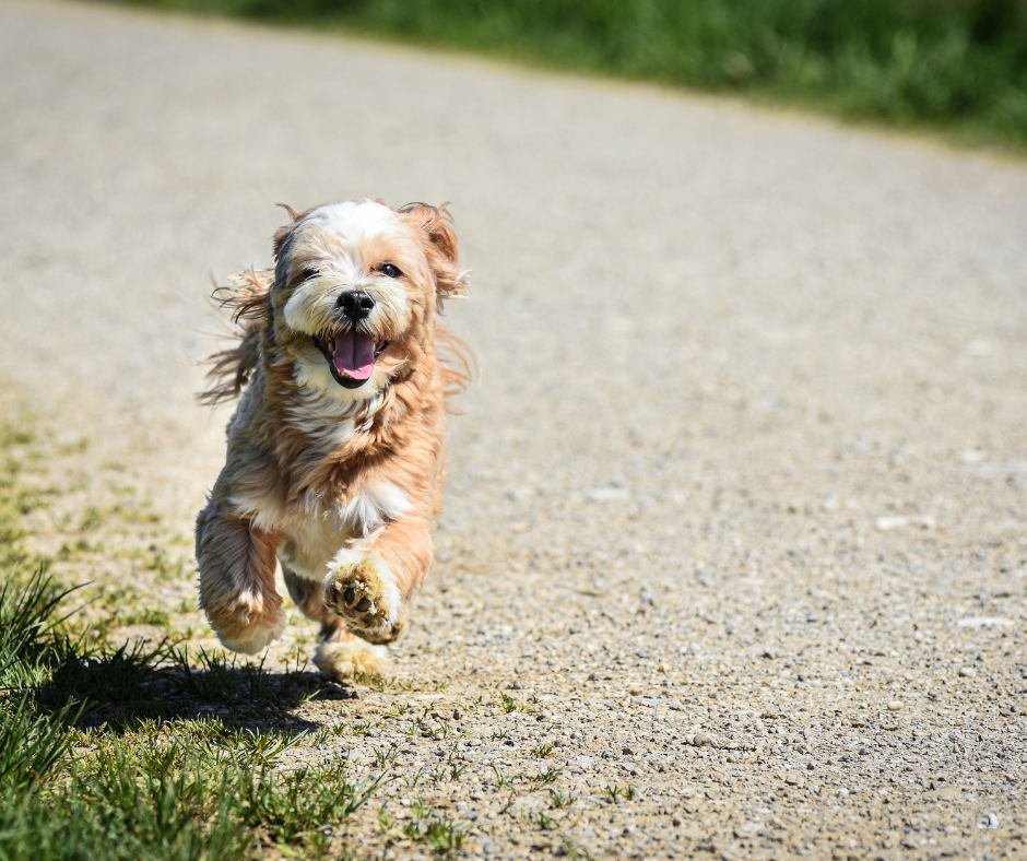 Small tan and white dog running towards the camera