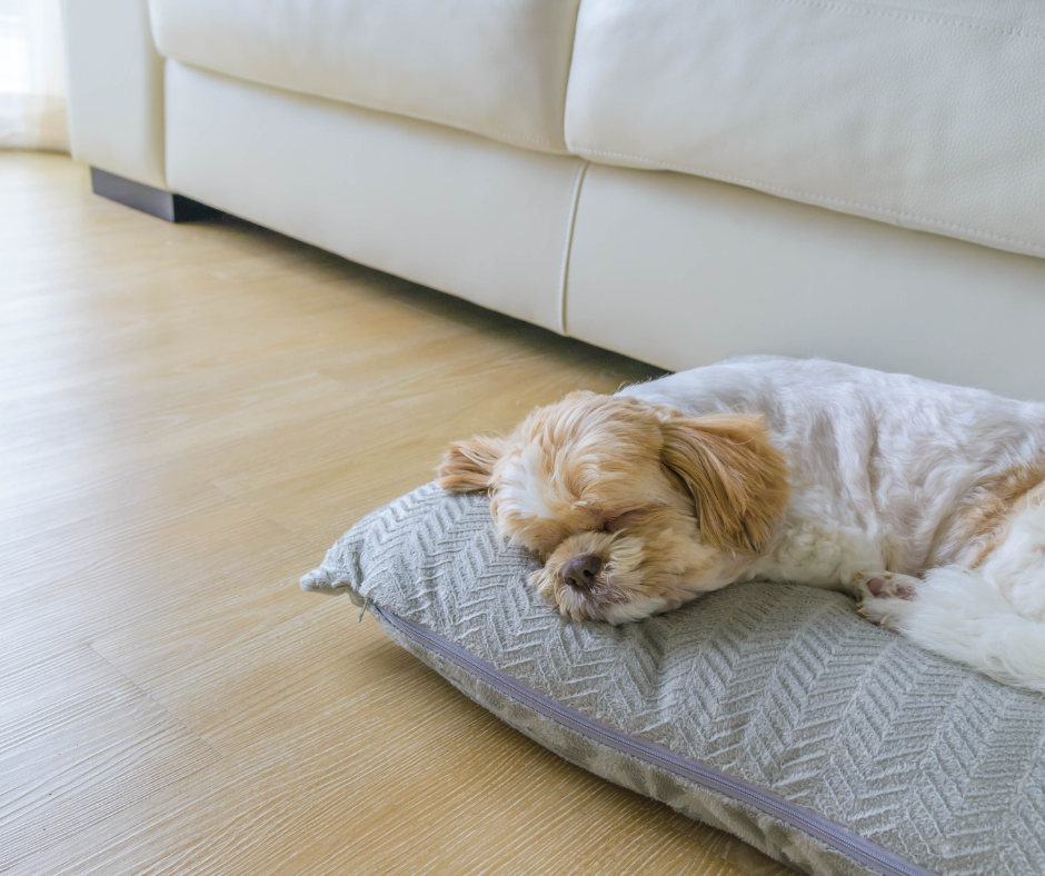 Dog Separation Anxiety Training Puppy Separation Anxiety — Lasata Dog