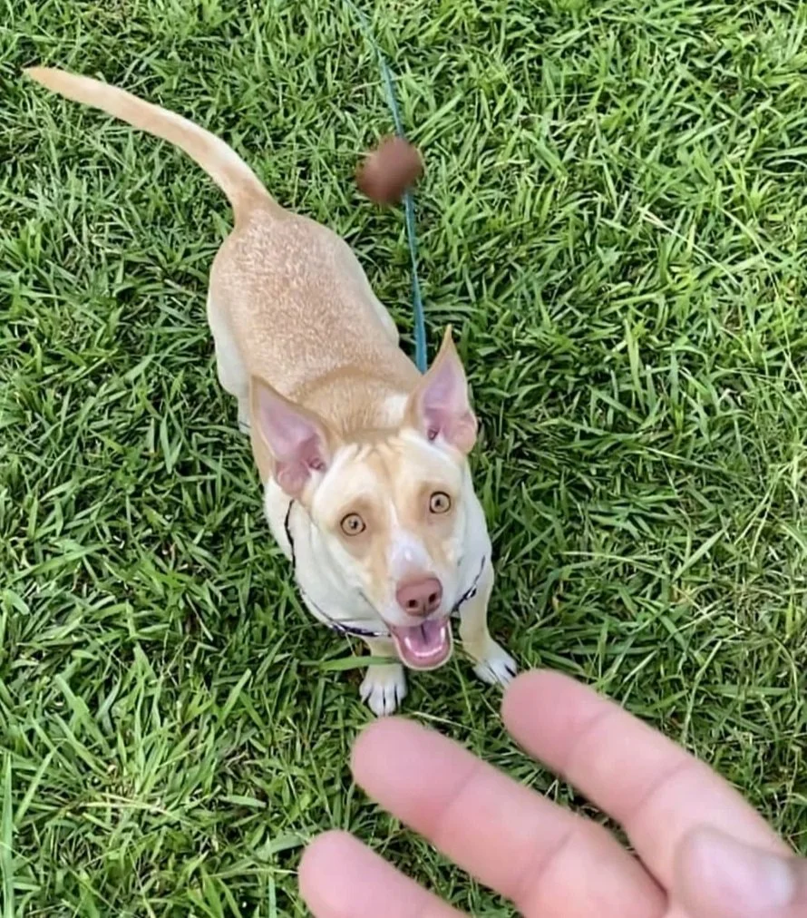 Tan and white dog looking up at a treat being tossed to her