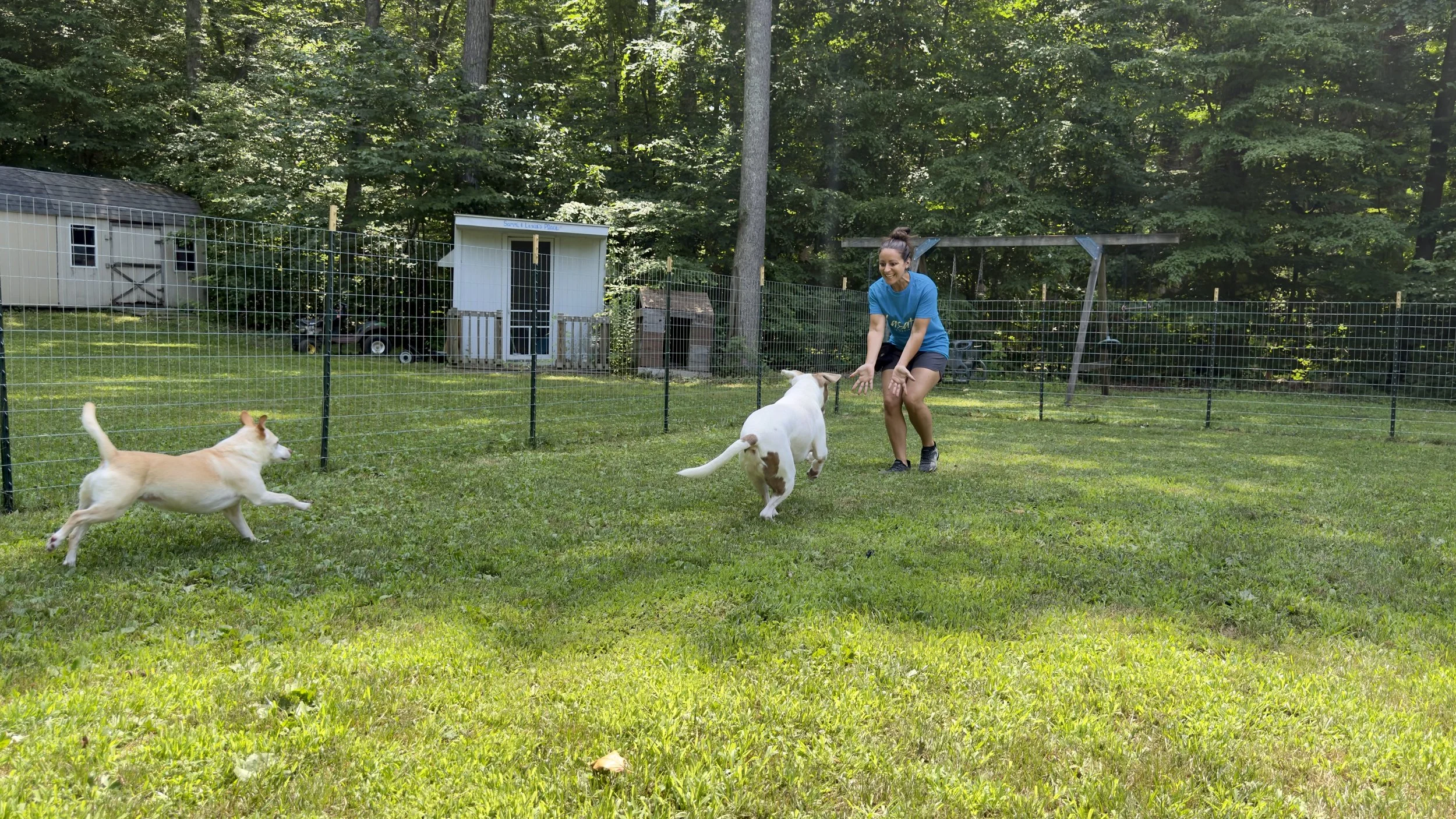 Large white and brown dog running towards a female dog trainer with a smaller tan dog running behind the white dog