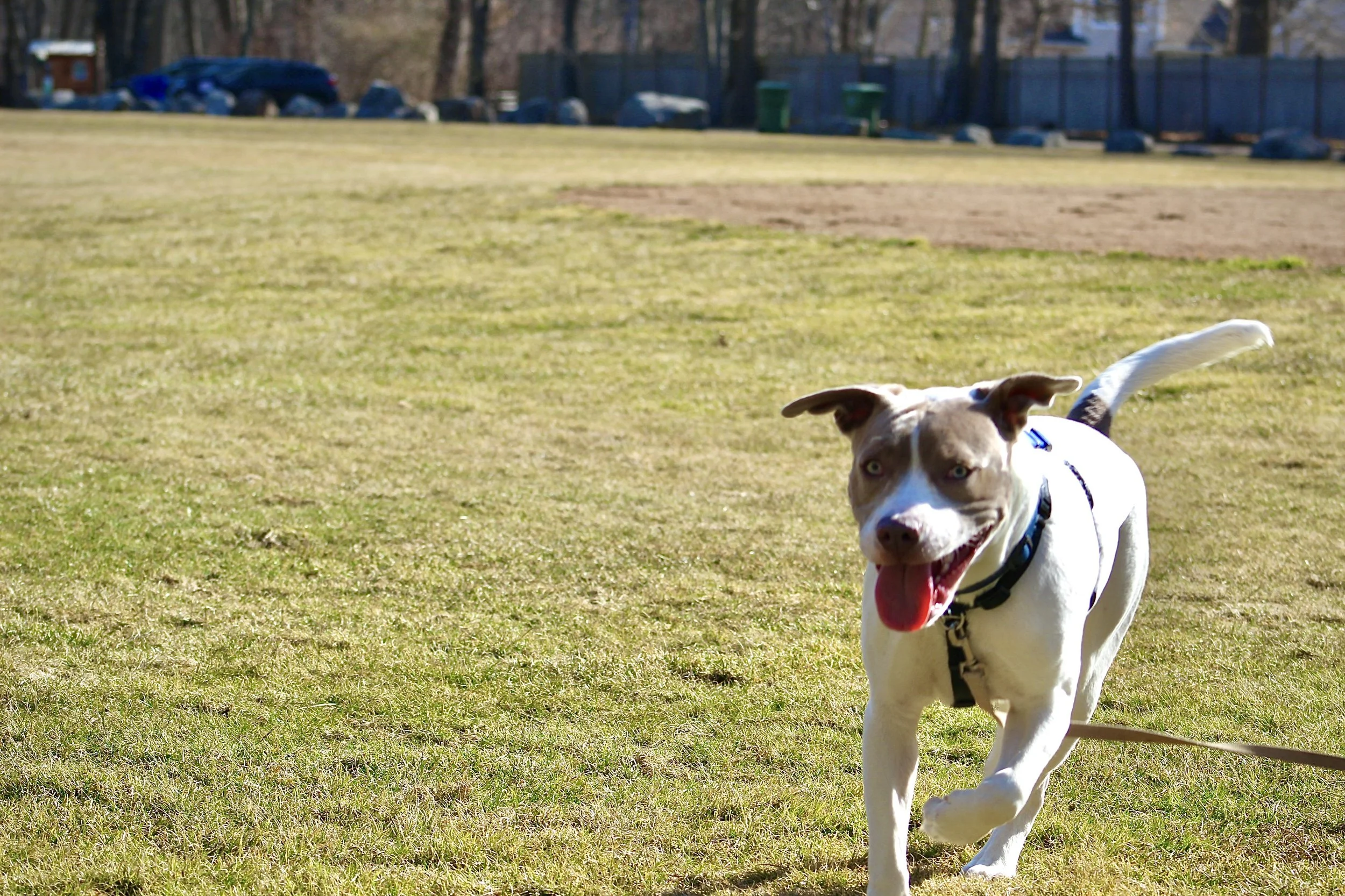 Brown and white dog running at Clark Community park in Old Saybrook, CT