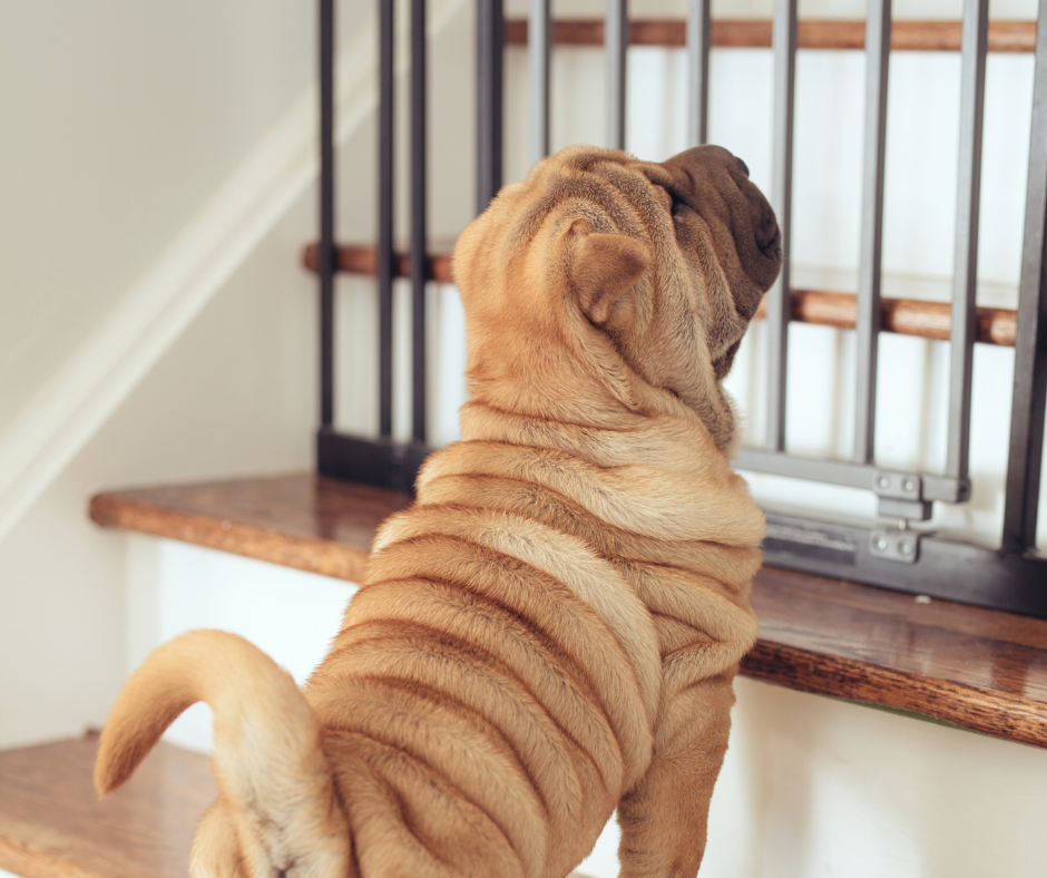 Shar Pei puppy standing at the bottom of stairs, looking up with a gate blocking the stairs in front of him