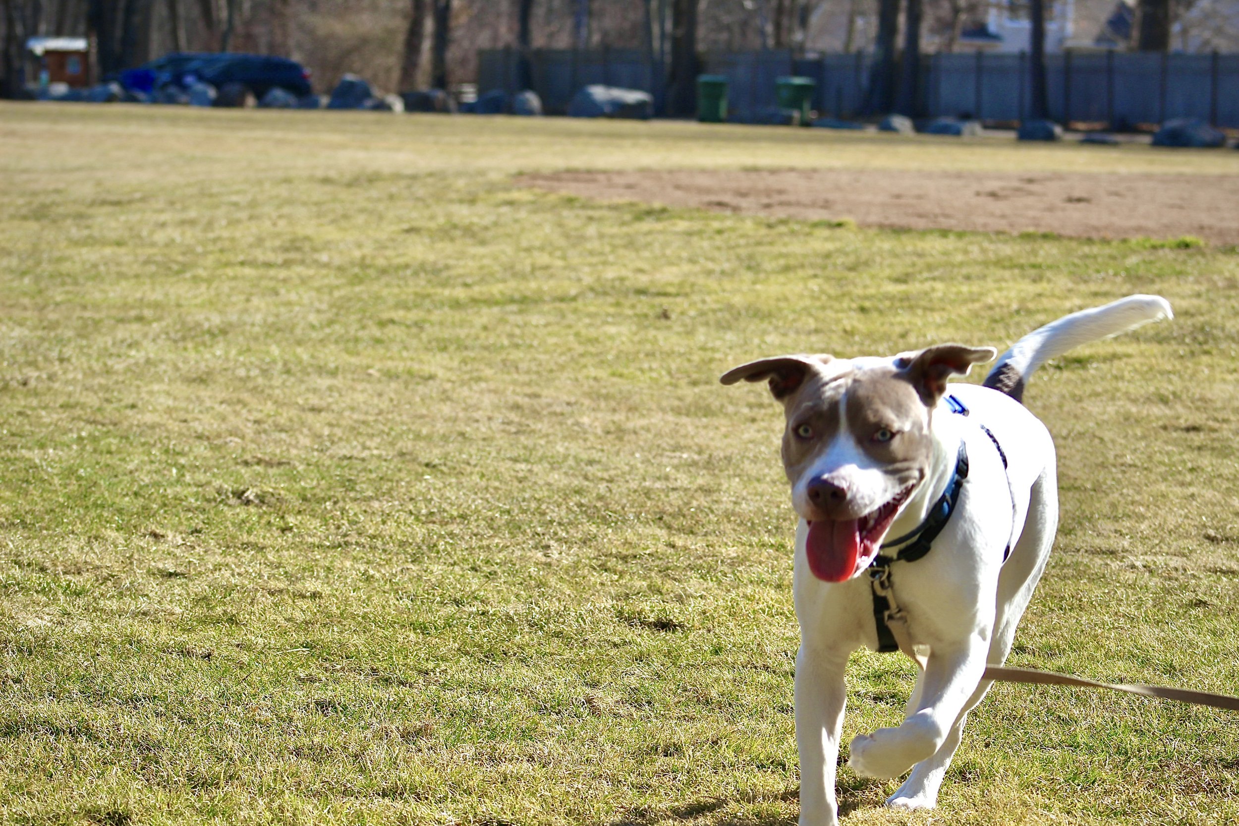 White and grey dog running in a park
