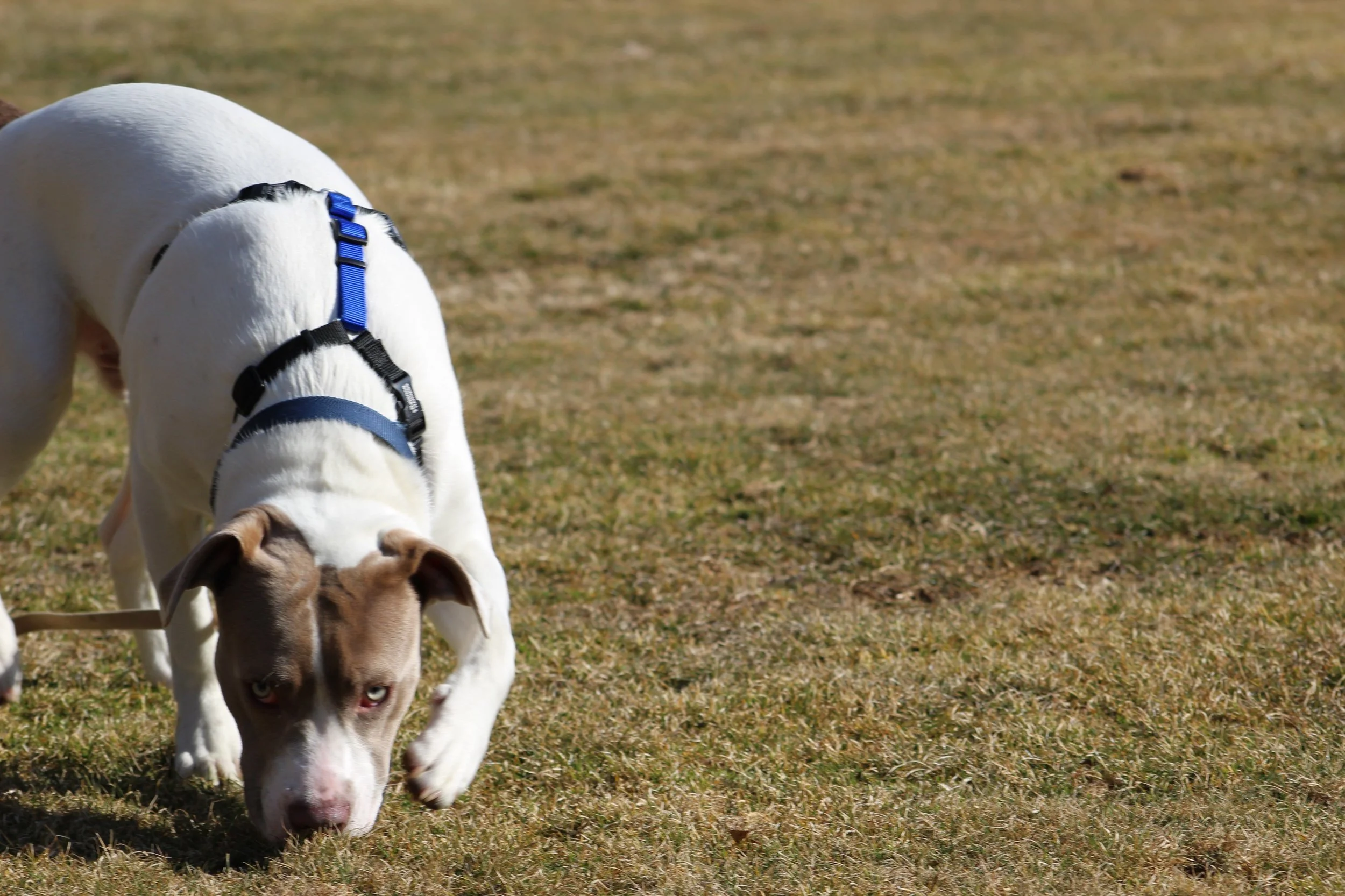 White and brown dog with a blue collar and harnesssniffing the grass outside