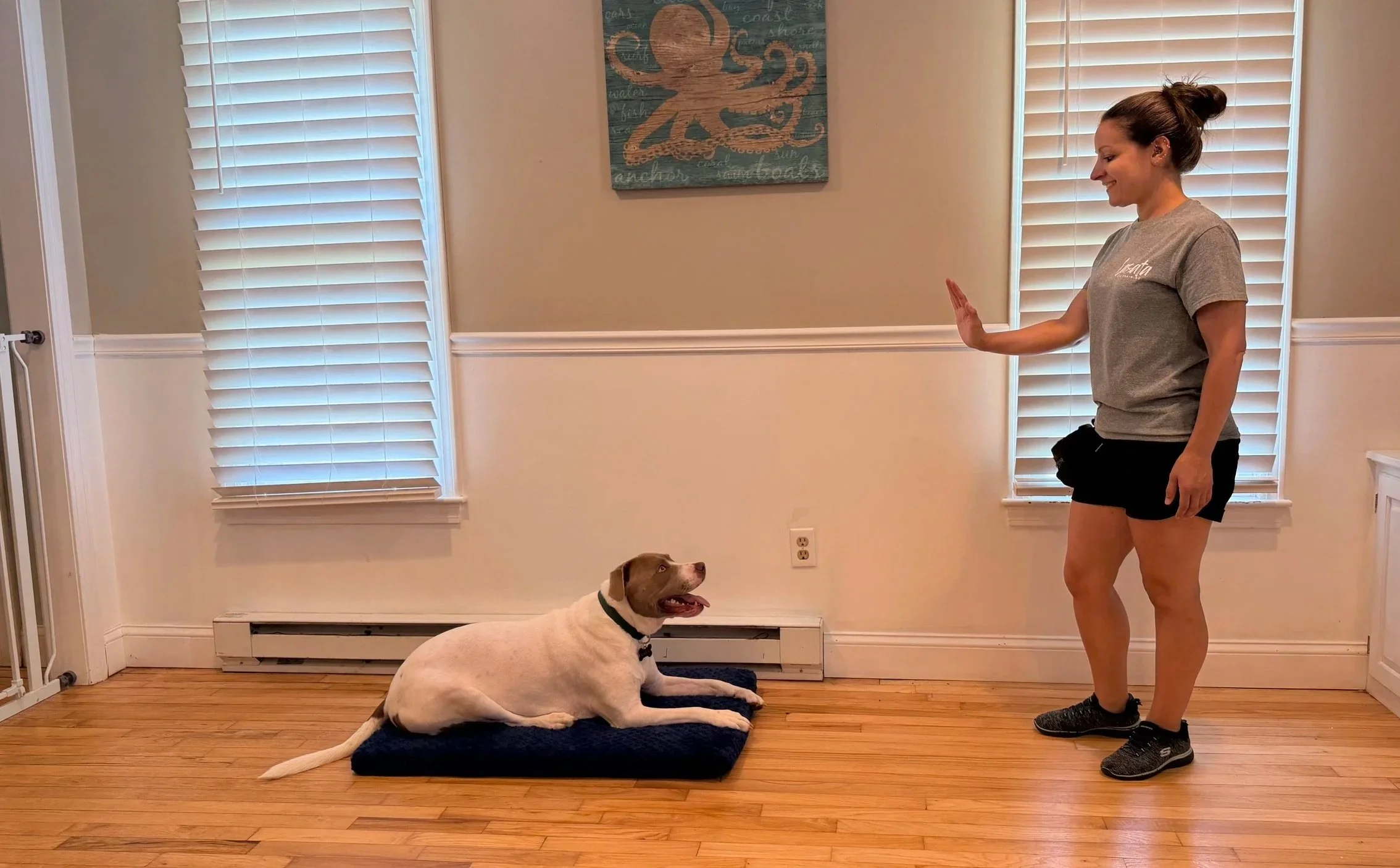 Cori Tufano, head trainer at Lasata Dog Training, stands in front of a white-and-brown dog with one hand raised, asking the dog to stay.