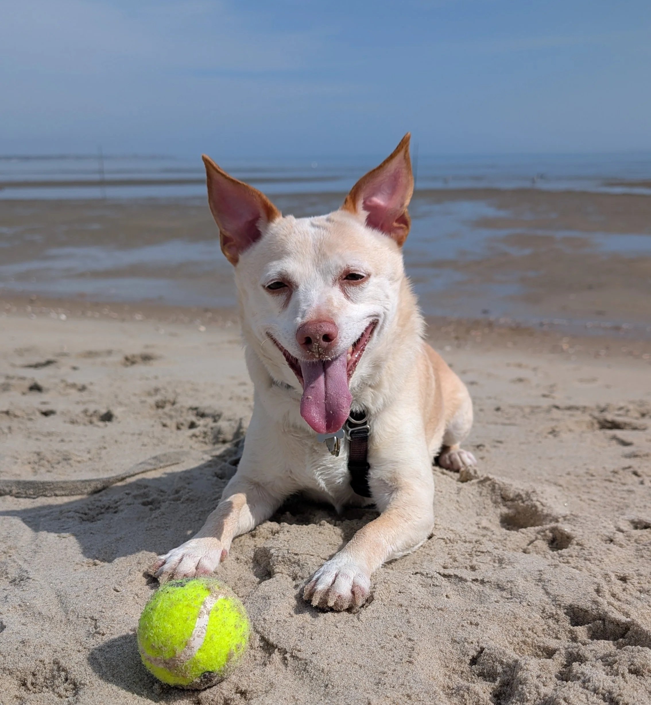 Tan dog lying in the sand at the beach with the ocean in the background and a yellow tennis ball in front of her