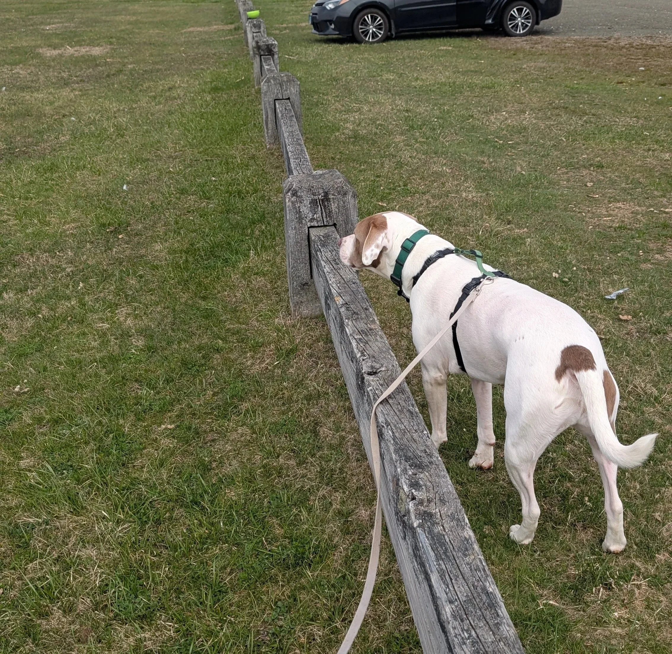 White and brown dog on leash, looking off into distance at Hammonasset Beach State Park in Madison, Connecticut
