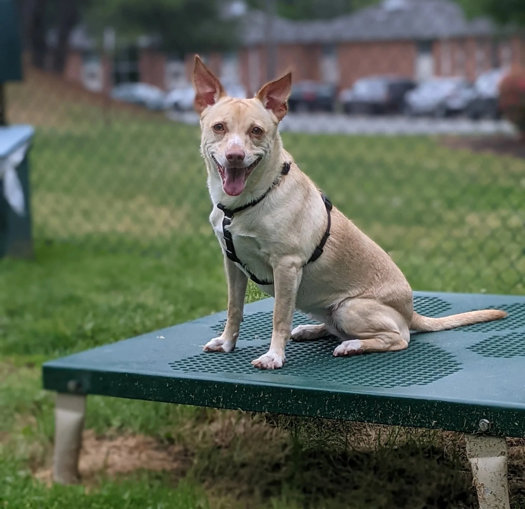 Tan and white dog sitting on platform in dog park outside