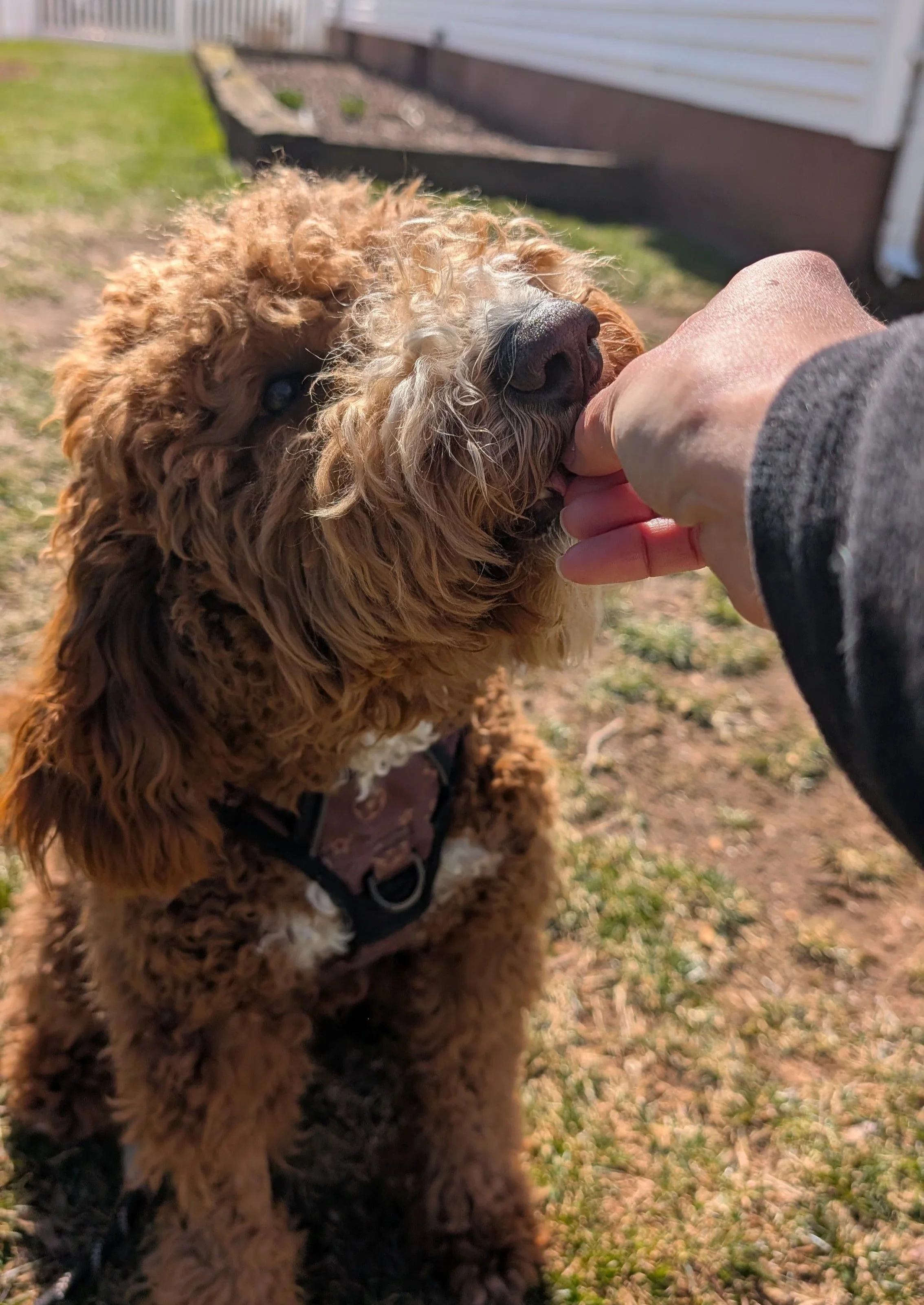 Brown goldendoodle eating a treat from a woman's hand