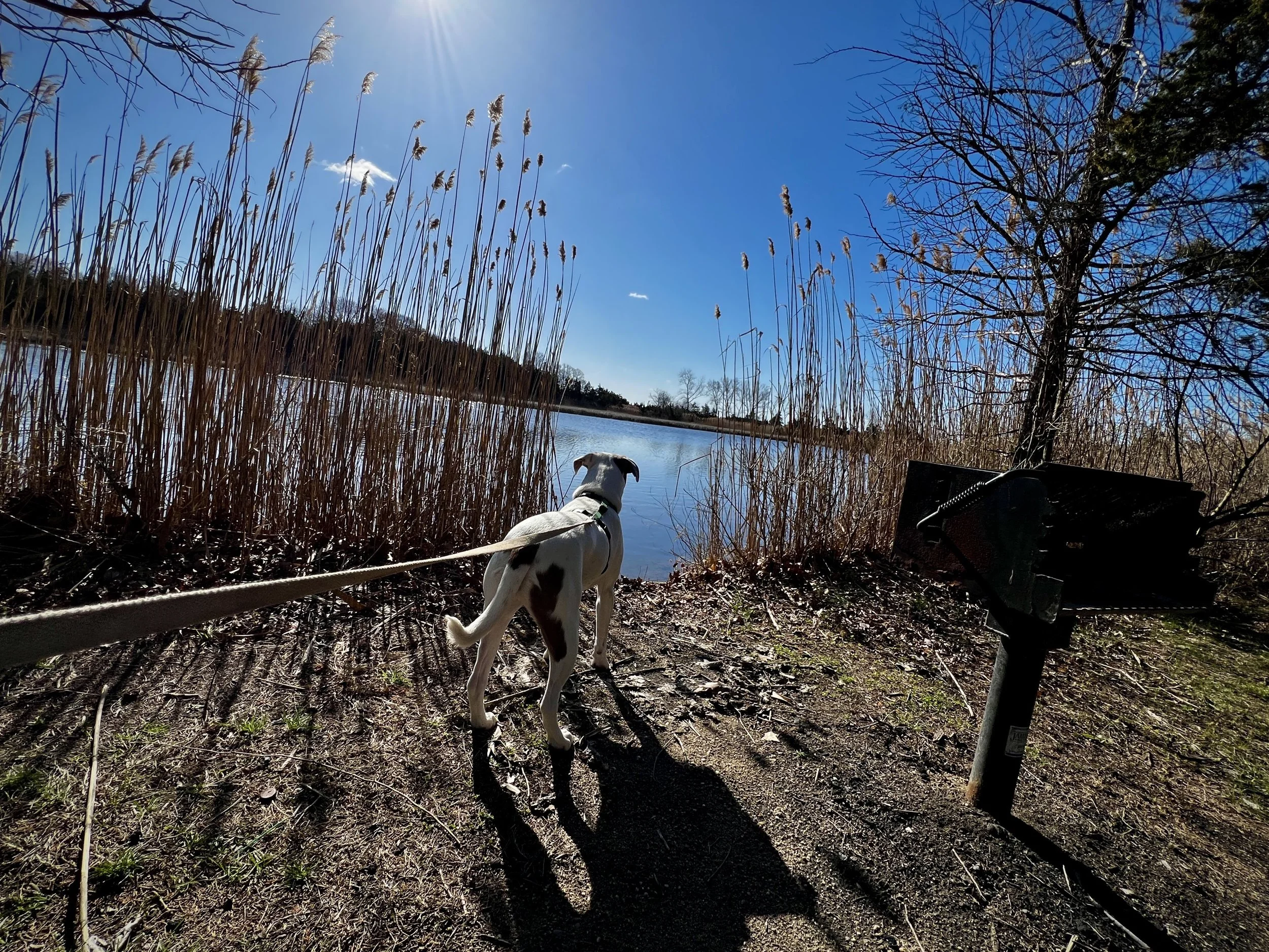 White and brown puppy on leash, looking at lake at Hammonasset State Park in Connecticut