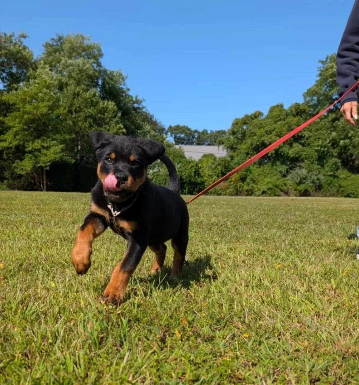 Rottweiler puppy on leash in park running towards the camera