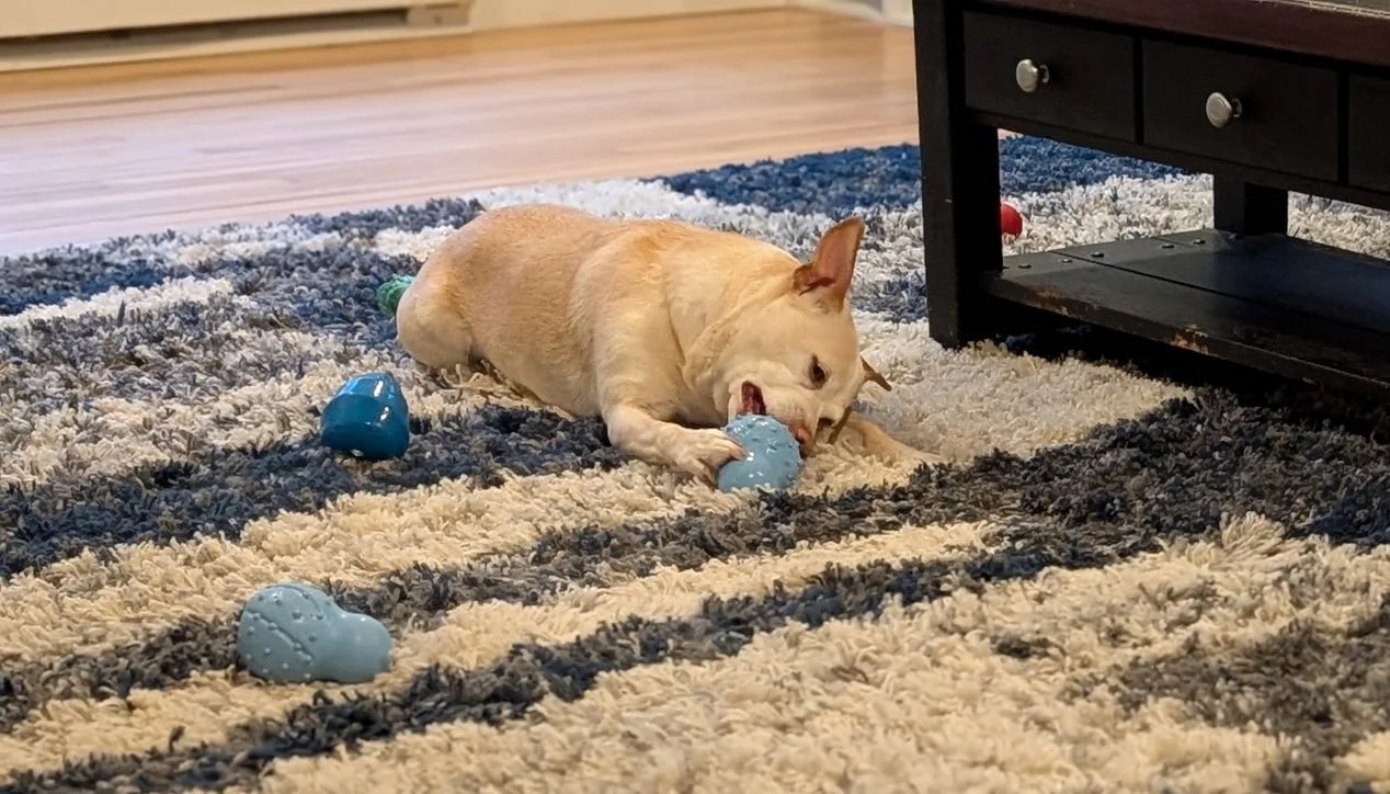 Tan dog lying on a blue and white rug eating from a Kong toy with other kongs lying on floor nearby
