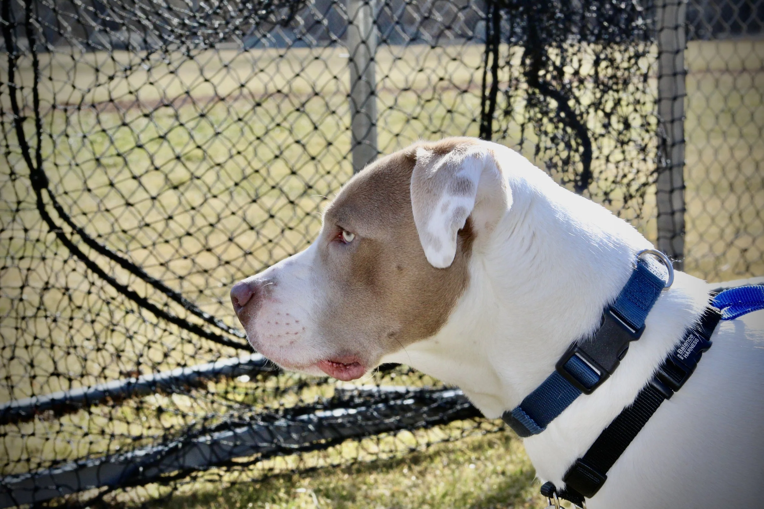 brown and white dog with a blue collar looking off into the distance with a fence behind him
