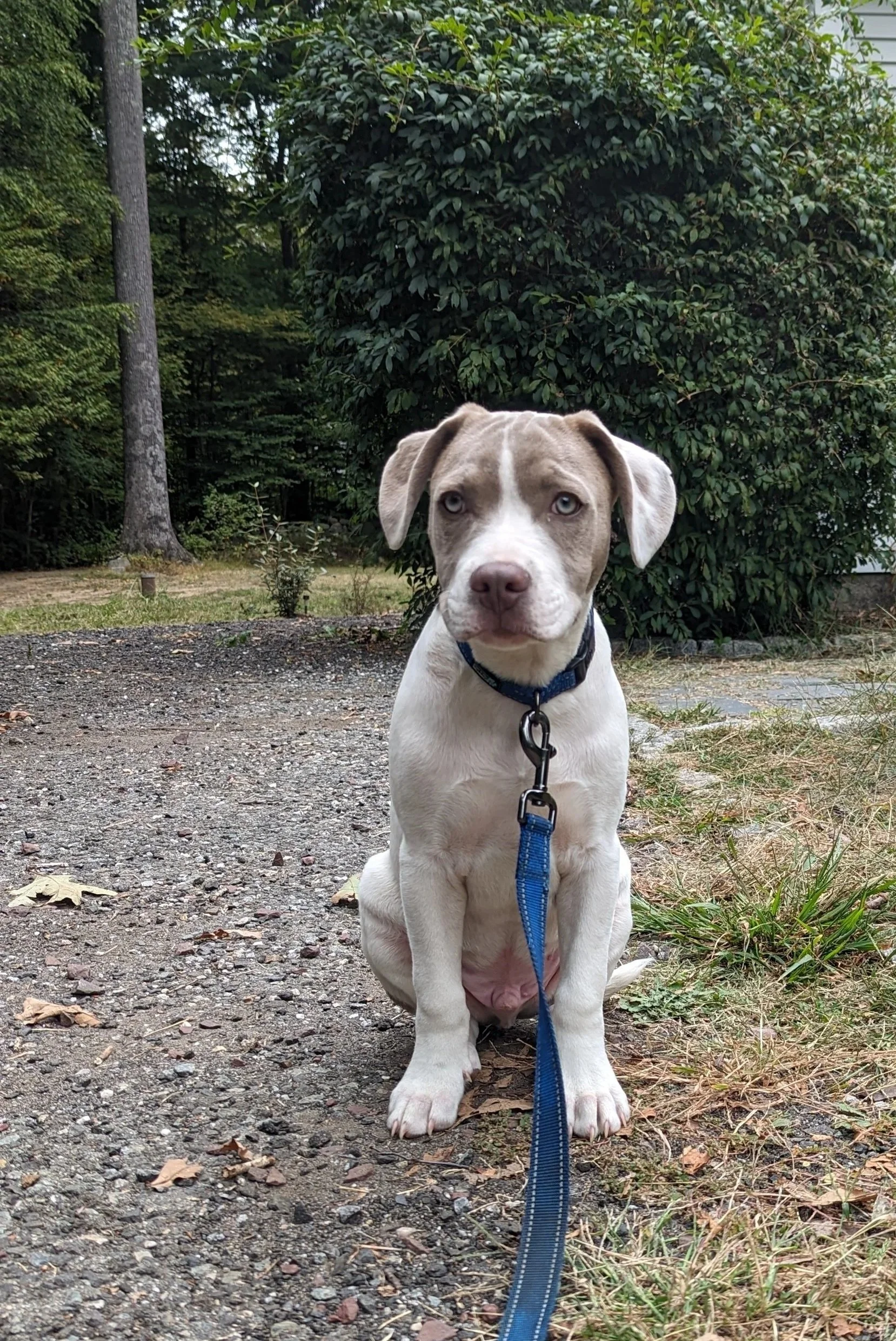 brown and white puppy on blue leash sitting outside looking towards the camera