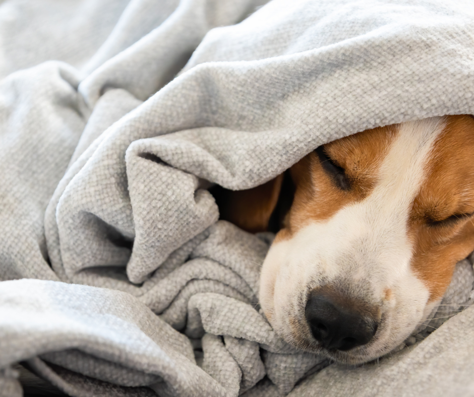 Stunning Anxious Barking Dog Calming Methods image