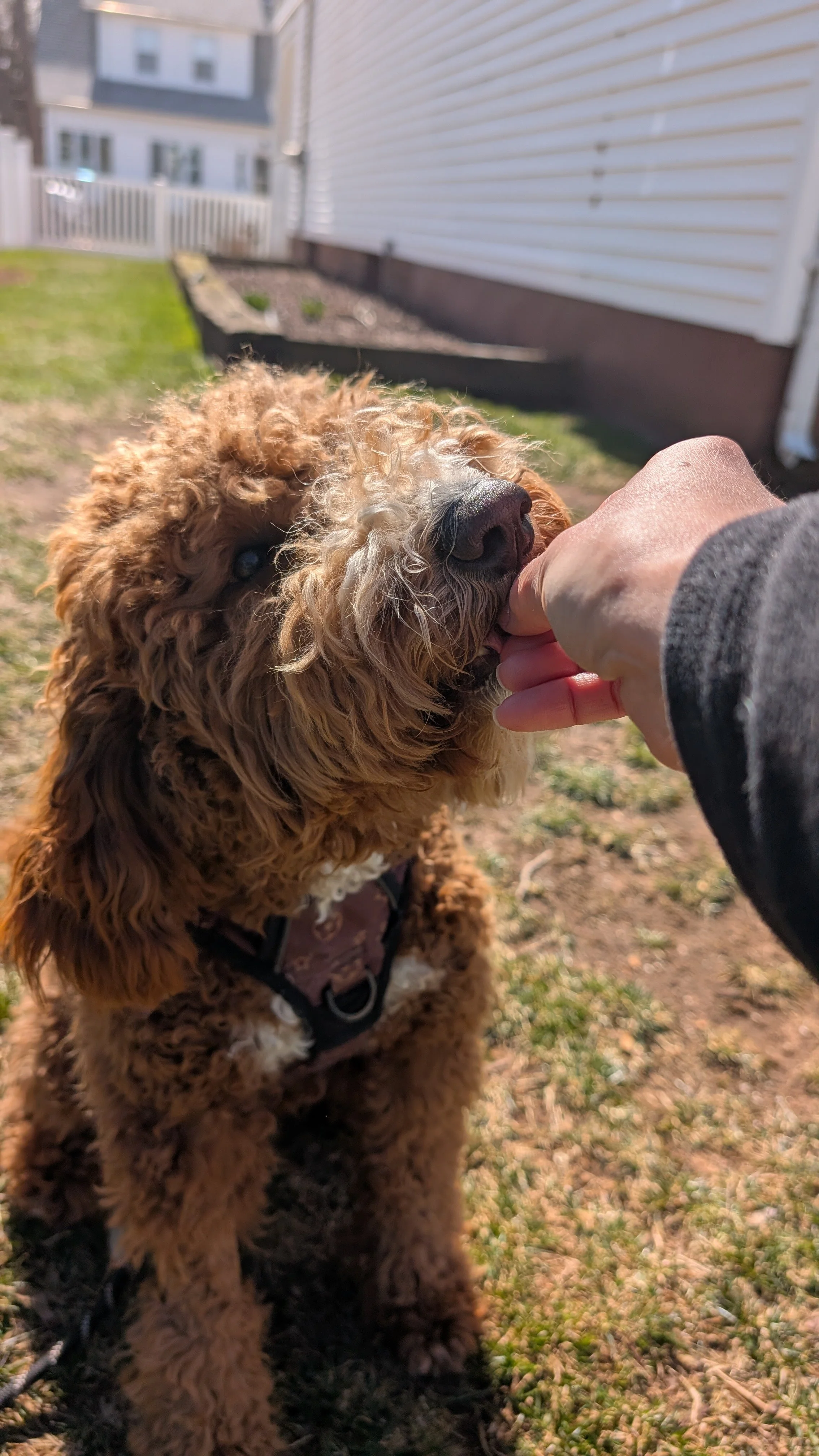 Close up photo of a brown labradoodle eating a treat from a woman's hand