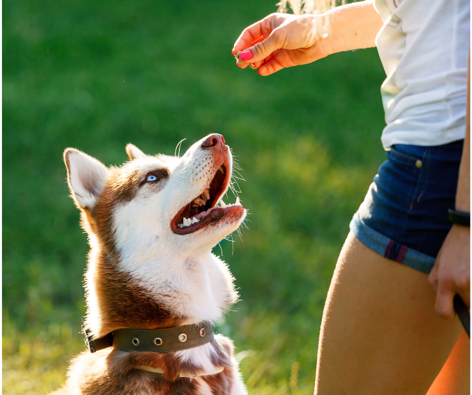 Brown and white dog sitting anf looking at a treat that a wona is holding