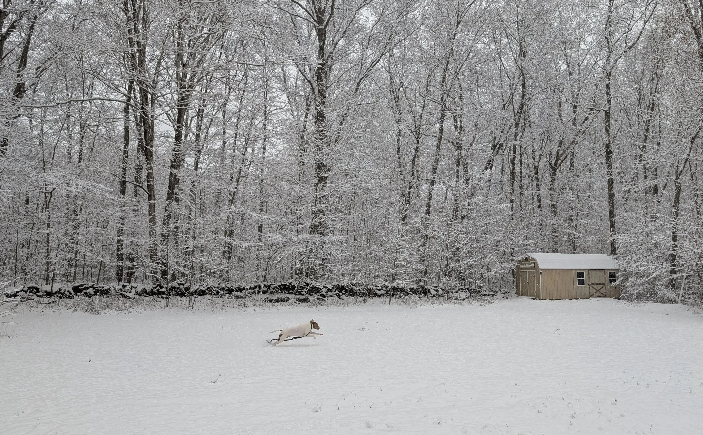 Brown and white dog running through the snow