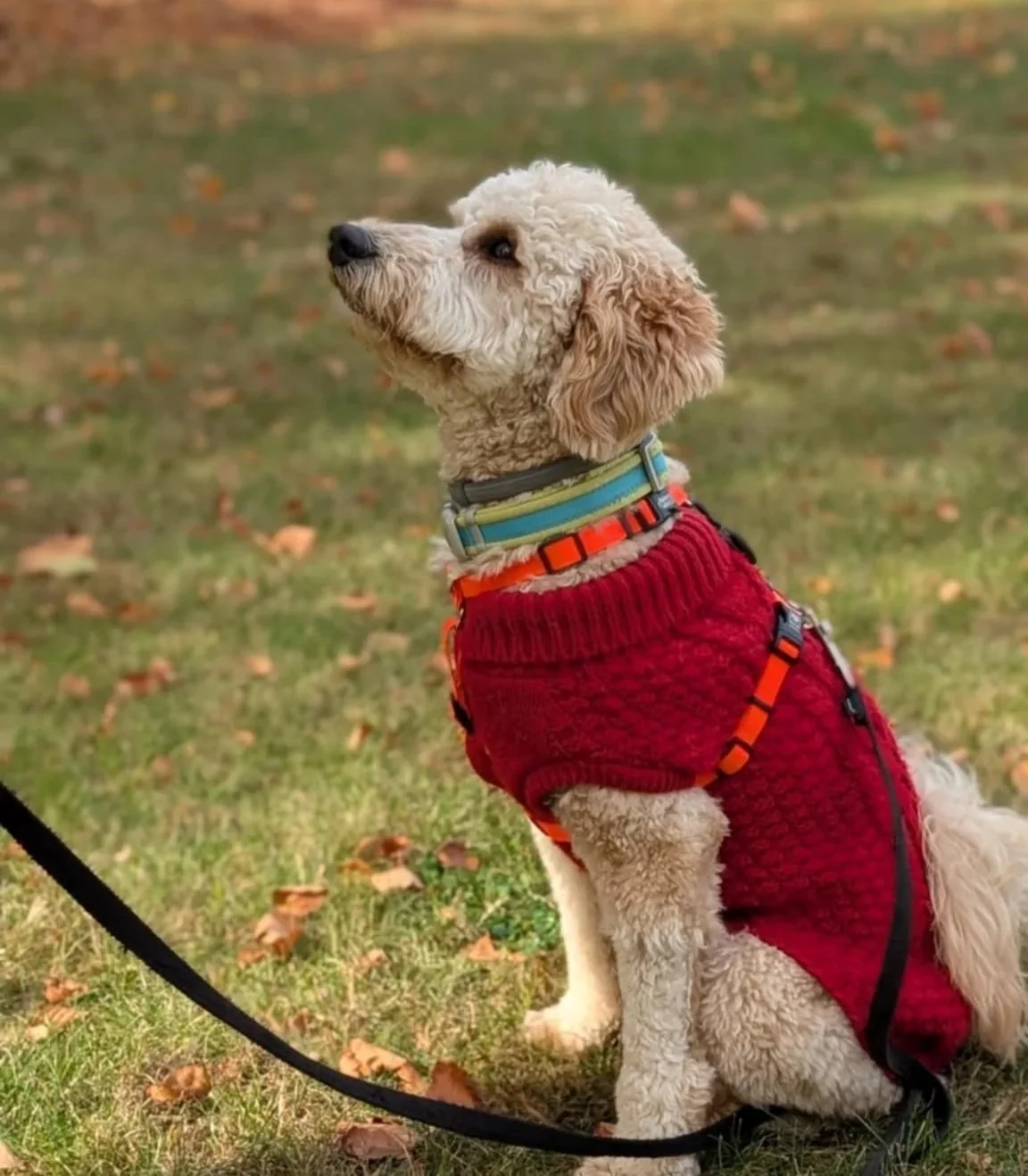 labradoodle with red sweater on, sitting and looking to the left