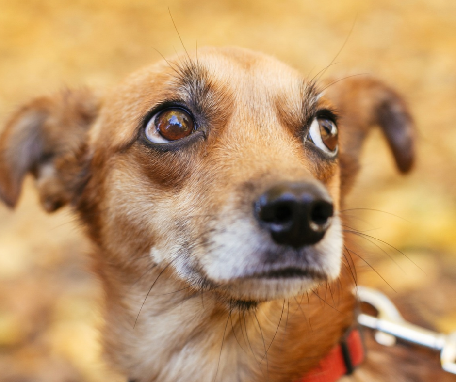Small brown dog with wide eyes and ears back looking off into the distance.