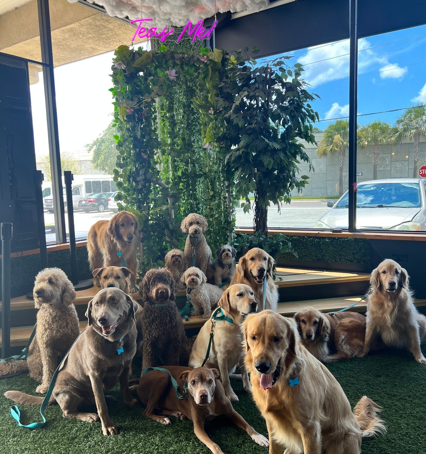 The secret is out- we're pet-friendly! 🐾

Throwback to this heartwarming moment at HWY19, where adorable pups stole the show. Why leave your furry friend at home when they can join in on the fun? Bring your pet along today and treat yourselves to a 