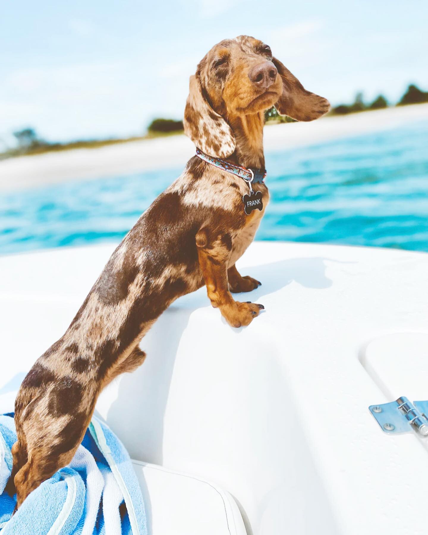 Everyone&rsquo;s ready to hit the beach, but our furry pals are only allowed on the beach early morning and later in the day. 🔗 in our profile to read about our fave local hangs with pets!

Wrightsville + Wilmington local&rsquo;s tip: bring your dog