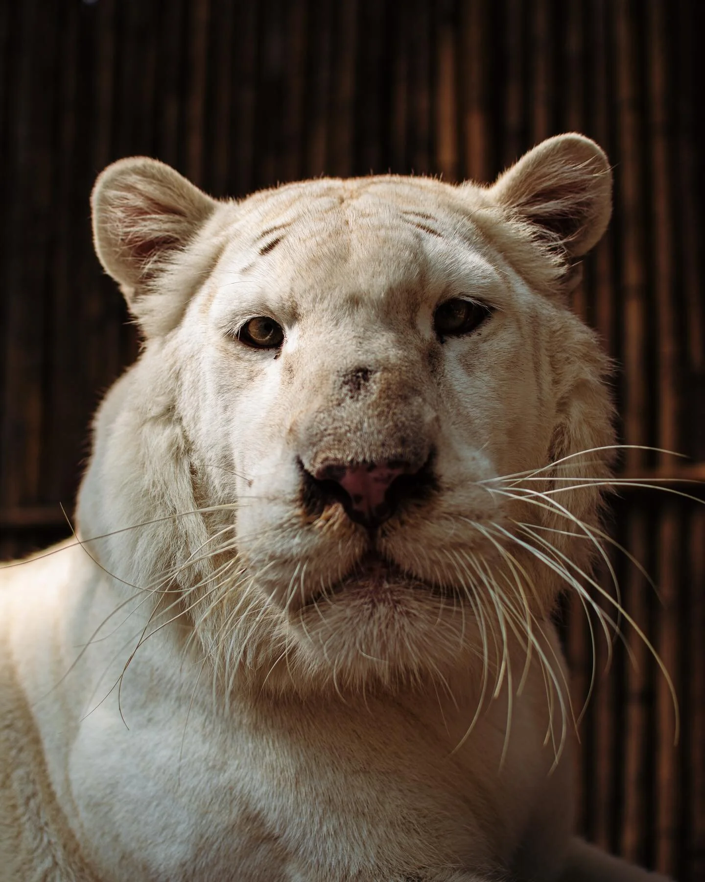 ꜱɴᴏᴡᴄᴀᴛ 🌫️

 Meeting tigers and going as far as cuddling with them was something that had been on my bucket list for some time now. I was fortunate enough to be given the opportunity to photograph their most valuable cat, Queen Elsa. The facility he