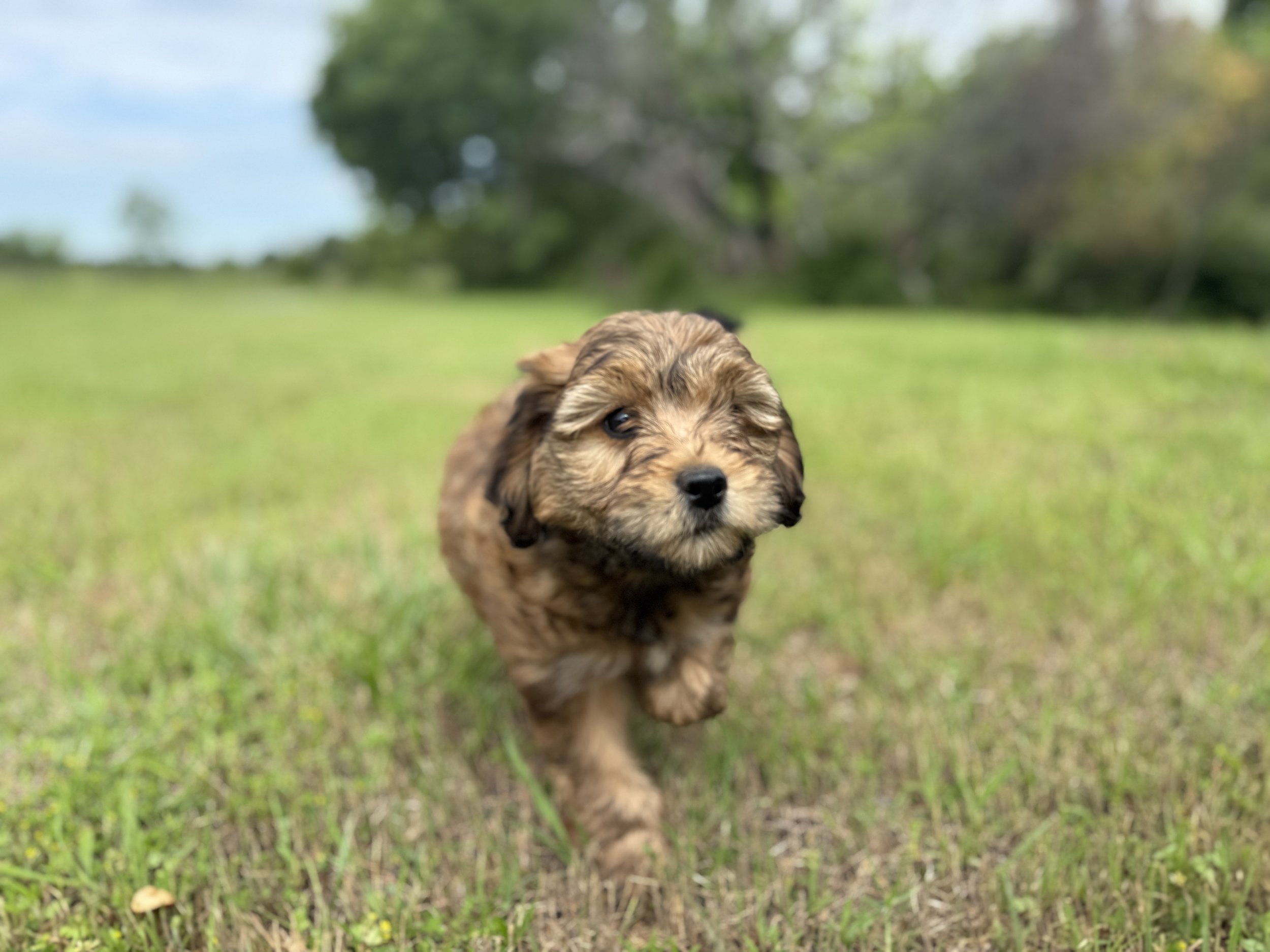 IMG_5691.jpeg