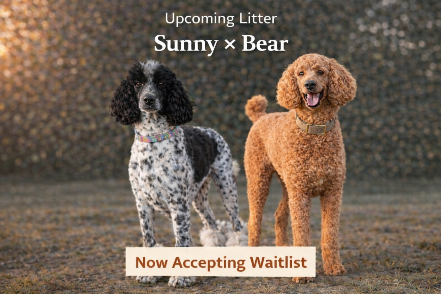 Upcoming Standard Poodle Litter – Sunny × Bear