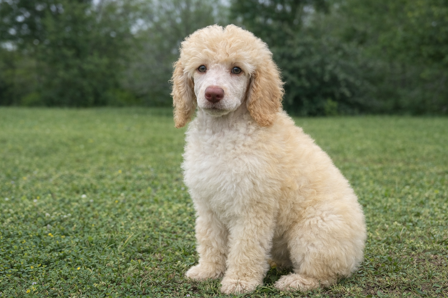 Mabel - Standard Poodle