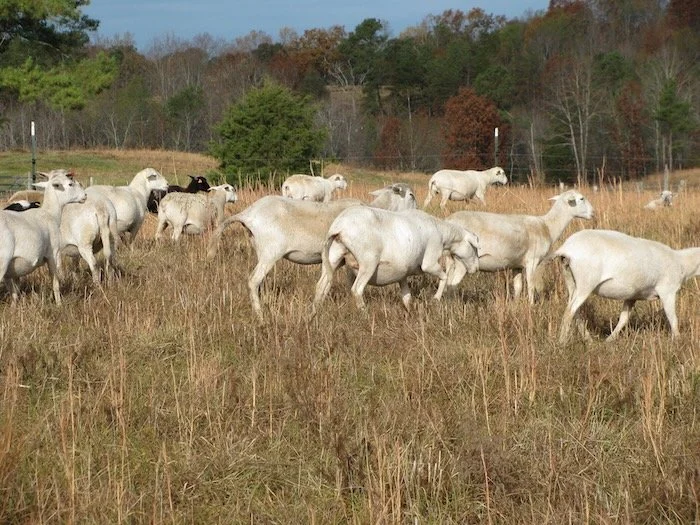 Rolling O Farm Sheep and Goats