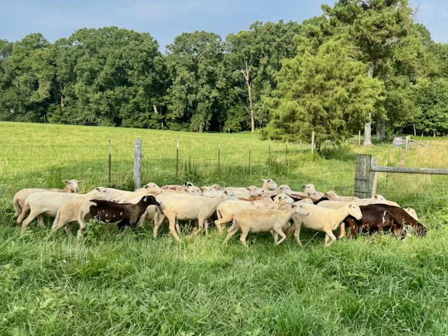 Sheep for Sale Near Me – Discover Quality Livestock