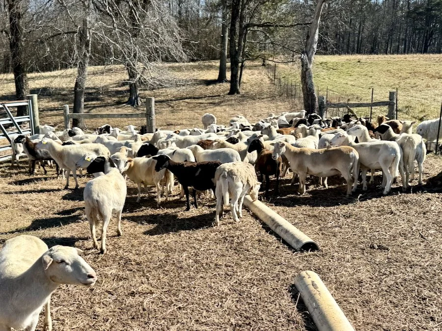 Katahdin Dorper Sheep for sale
