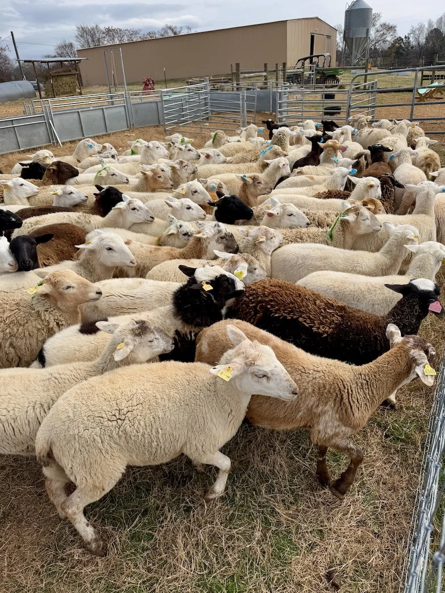 Ewe lambs for sale in Alabama