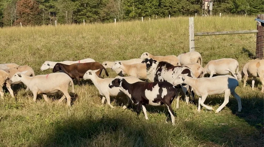 Katahdin sheep for sale in Alabama