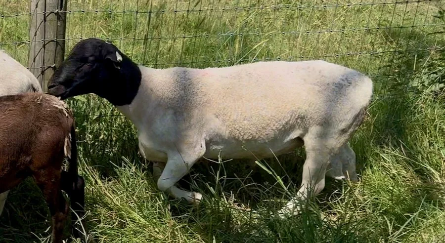 Dorper sheep for sale in Alabama